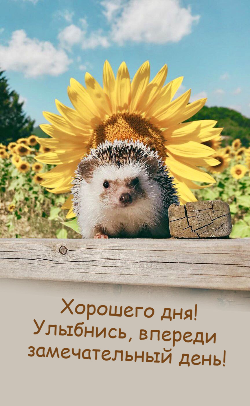 Улыбнись, впереди  замечательный день!