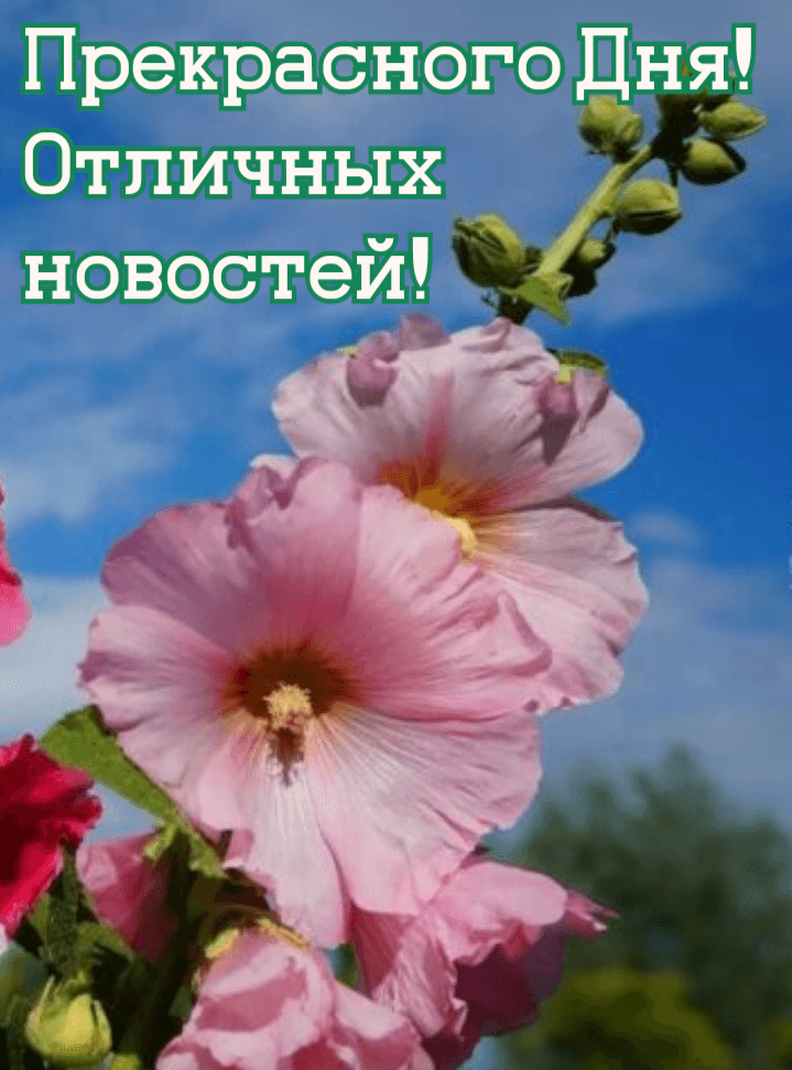 Прекрасного Дня! Отличных  новостей!