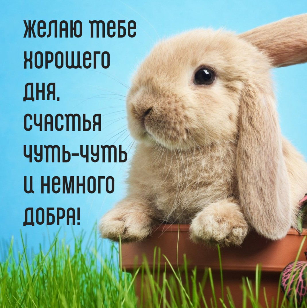 Желаю тебе хорошего дня, счастья чуть-чуть и немного добра!
