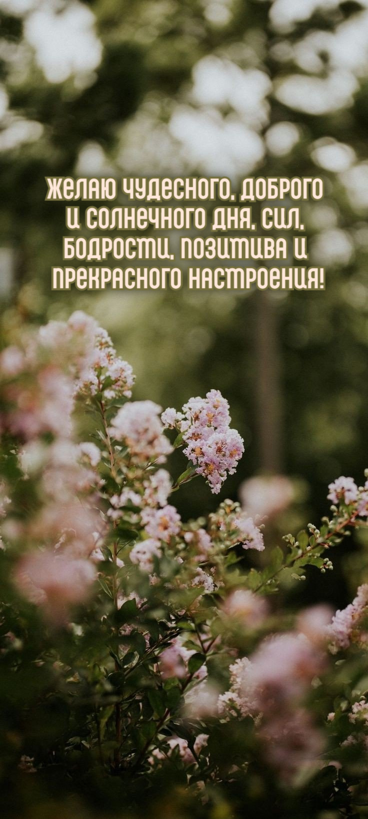 Желаю чудесного, доброго