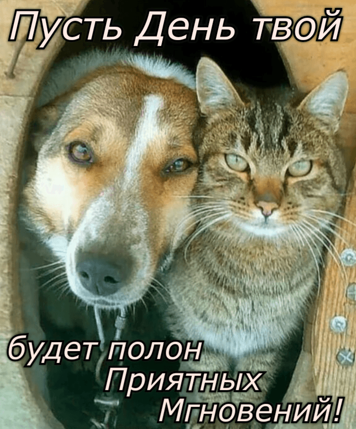 Пусть День твой будет полон Приятных Мгновений!