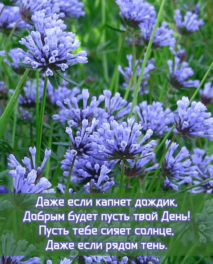 Пусть тебе сияет солнце