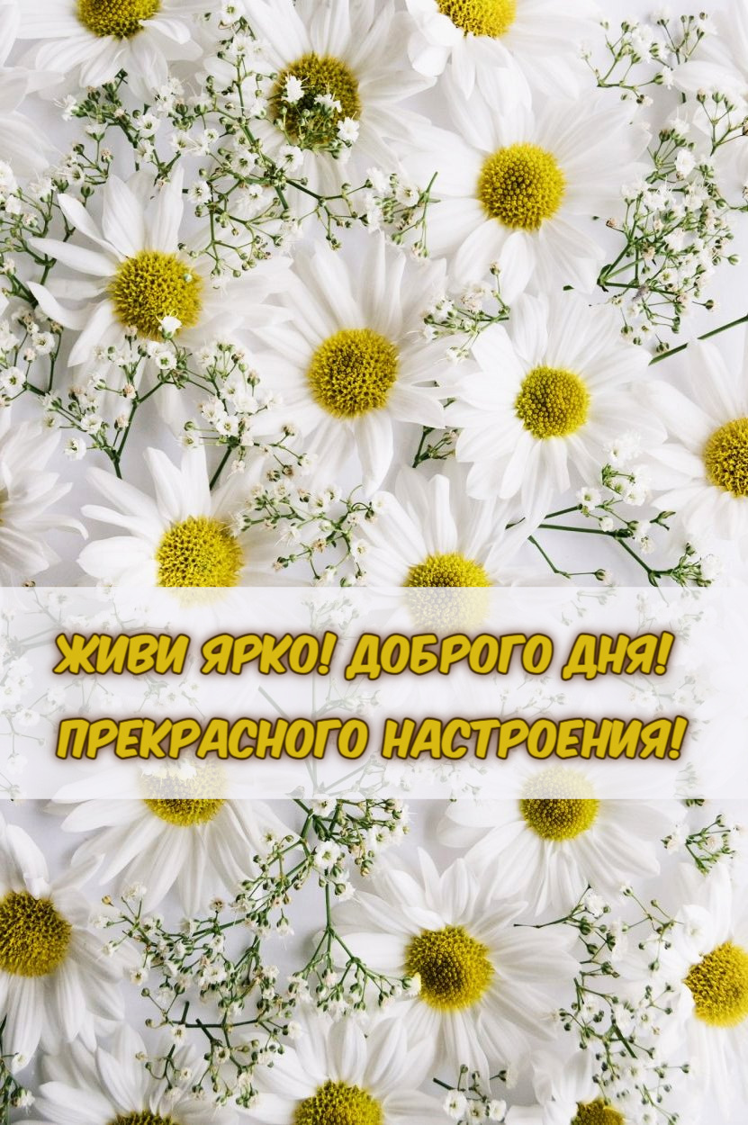 Живи ярко! Доброго дня!  Прекрасного настроения!