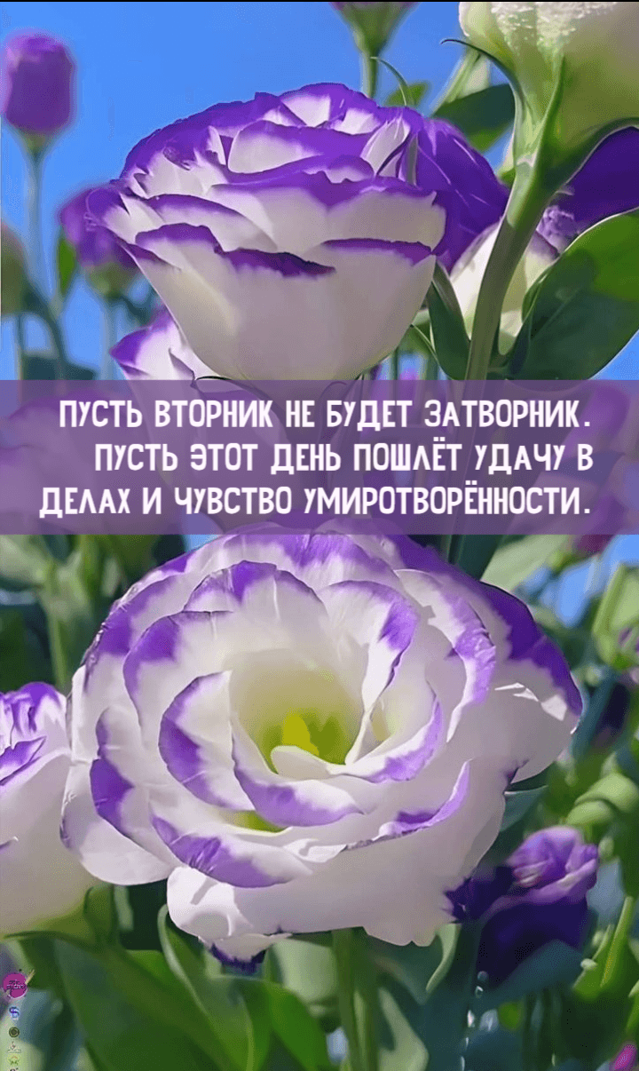 Пусть вторник не будет затворник