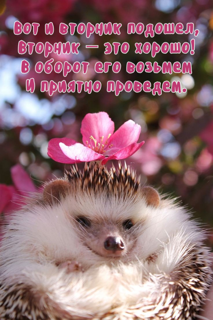 Вот и вторник подошел, Вторник — это хорошо!