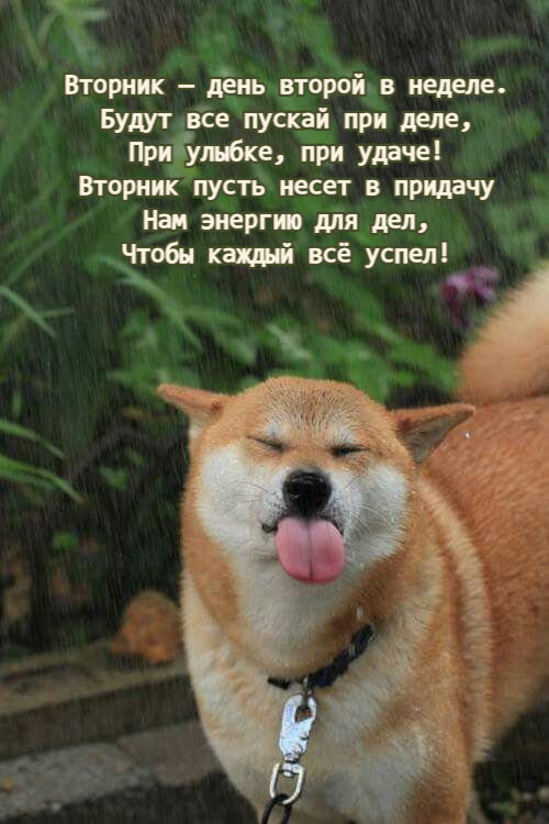 Вторник — день второй в неделе. Будут все пускай при деле