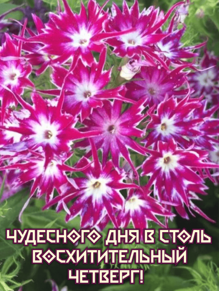 Чудесного Дня в столь  Восхитительный  Четверг!