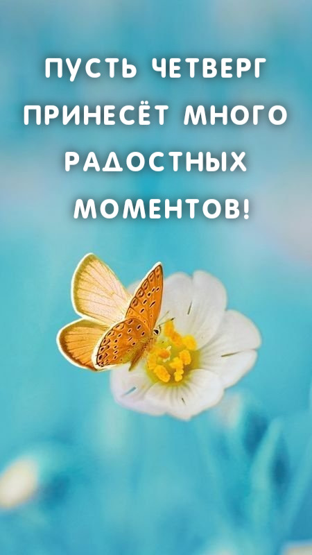 Пусть четверг  принесёт много  радостных  моментов!