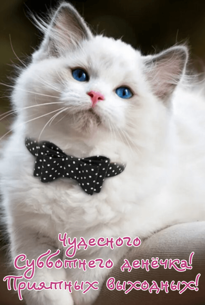 Чудесного  Субботнего денёчка! Приятных выходных!