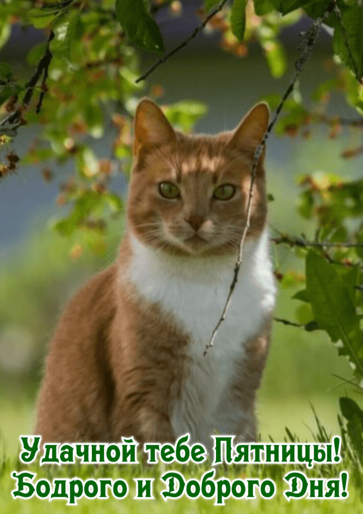 Удачной тебе Пятницы! Бодрого и Доброго Дня!