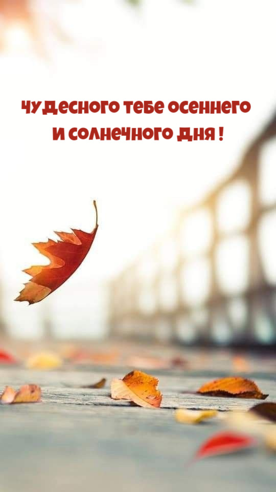 Чудесного тебе осеннего  и солнечного дня !
