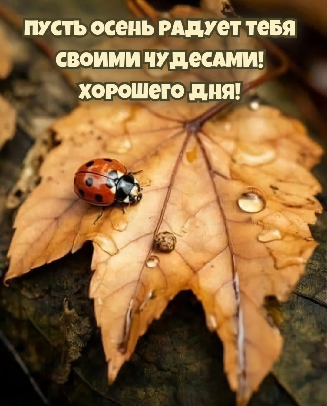 Пусть осень радует тебя своими чудесами! Хорошего дня!