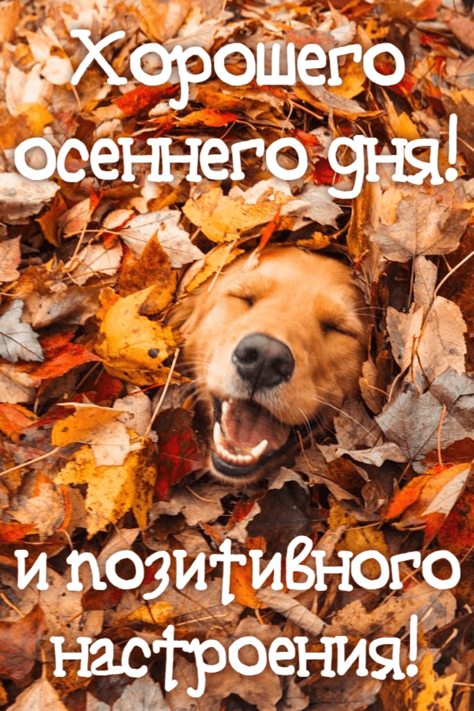 Хорошего осеннего дня!
