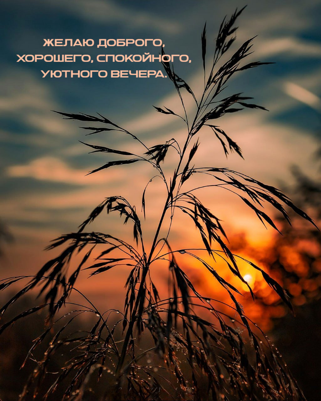 Желаю доброго, хорошего, спокойного, уютного вечера.