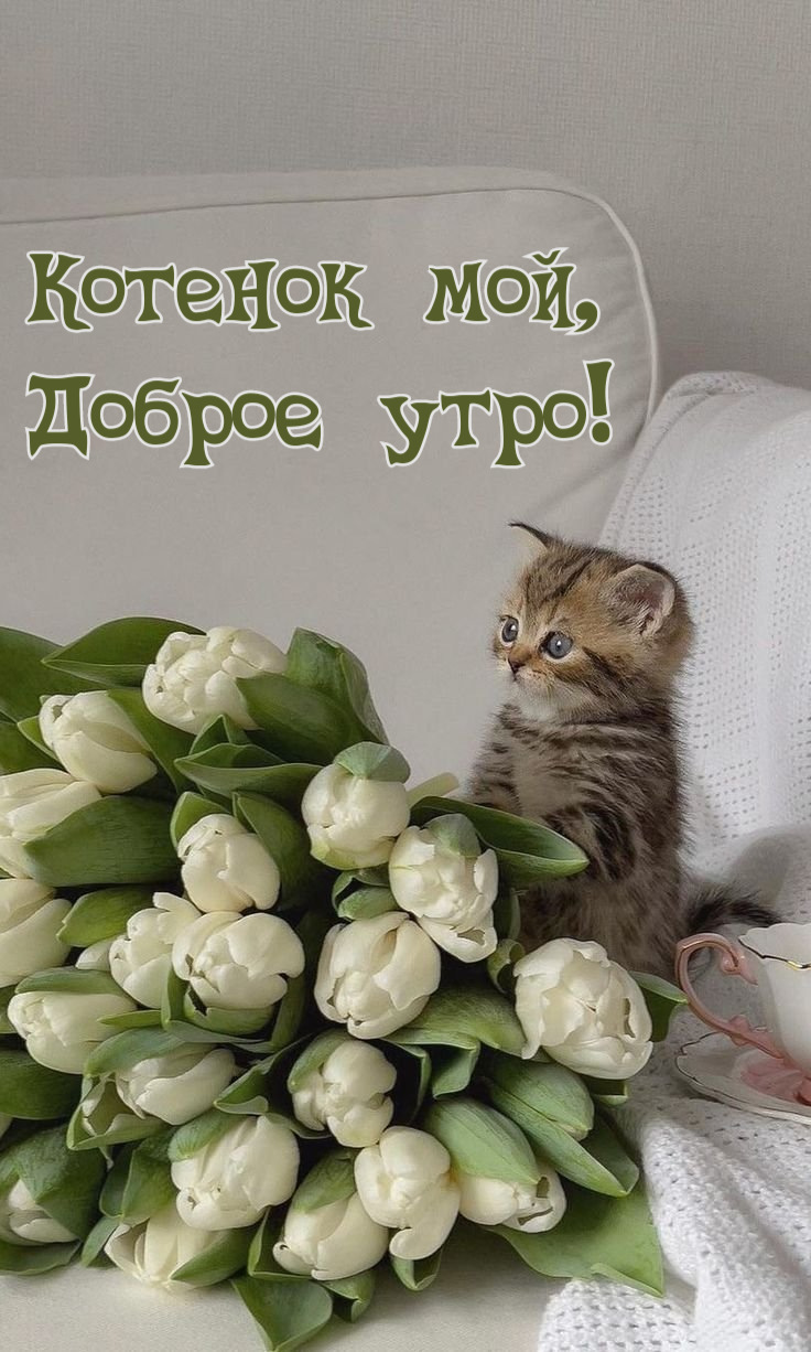 Картинки С Добрым Утром, Котик! (100+)