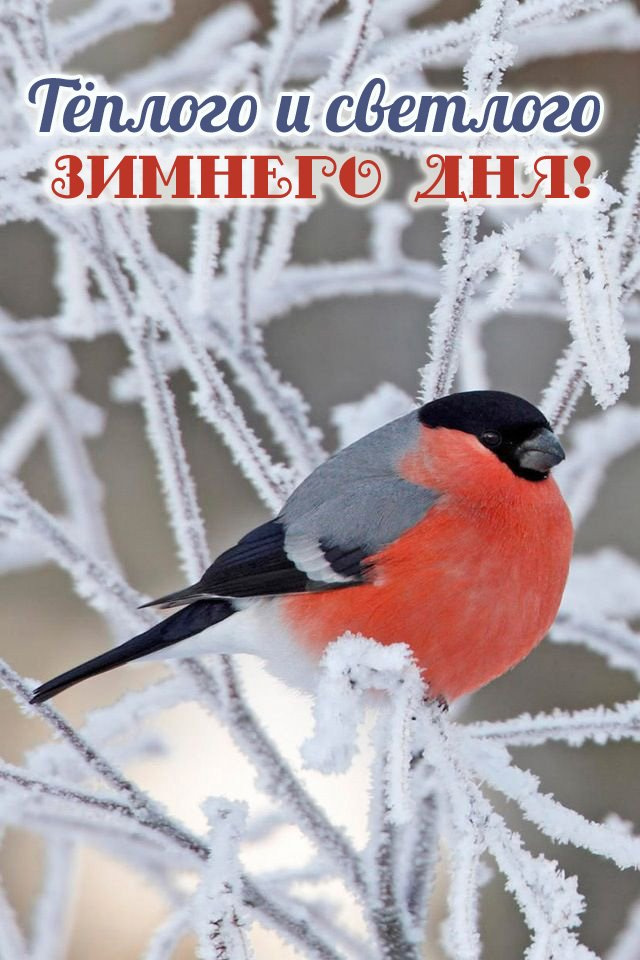 Тёплого и светлого зимнего дня!